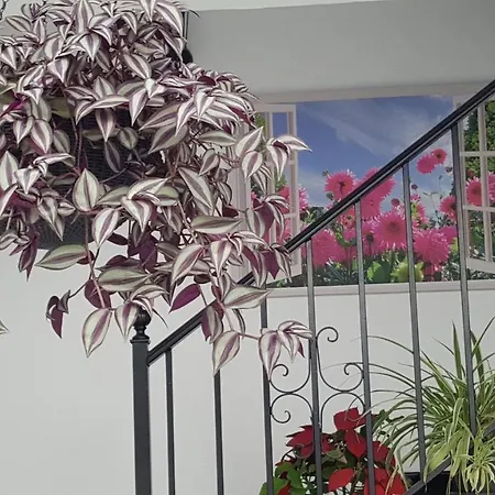 Guest house Hospederia Rural Buganvillas
